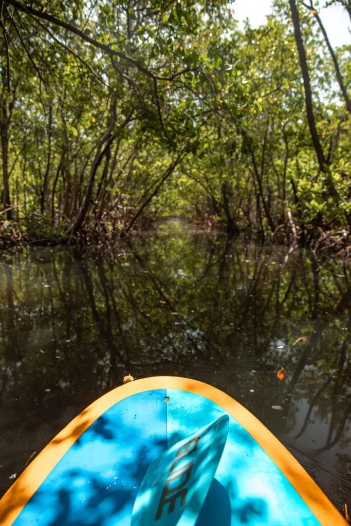paddleboarding through a mangrove forest is one of the best things to do in fort myers beach