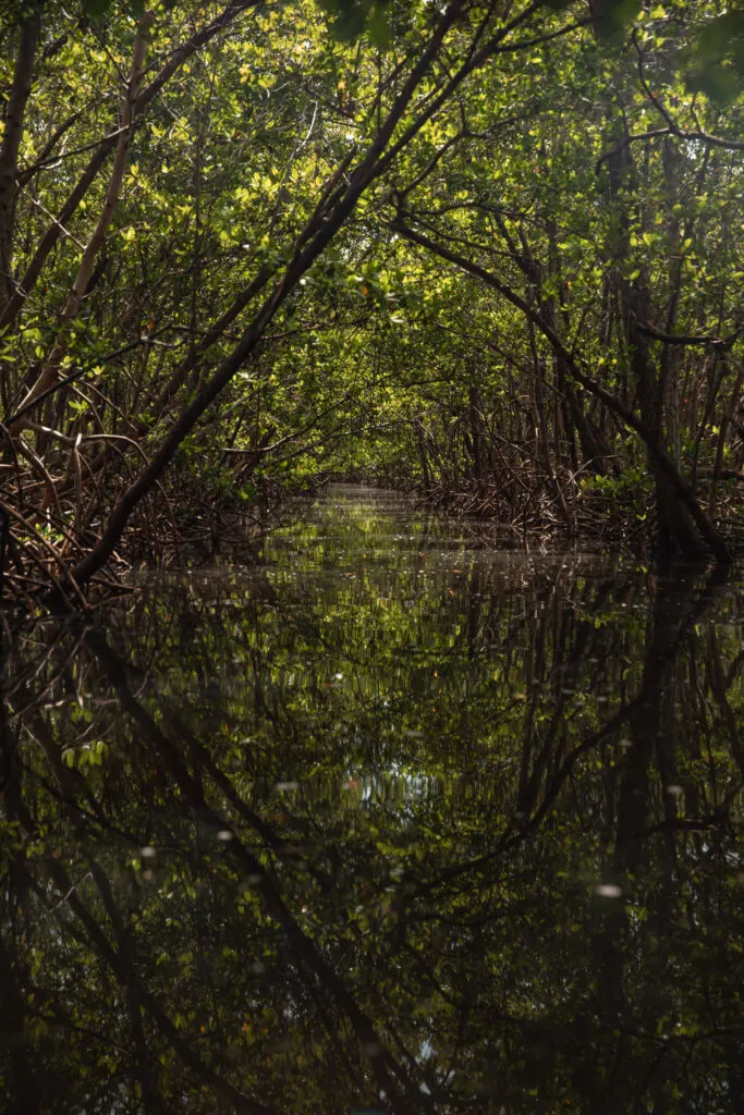 mangrove forest in fort myers beach