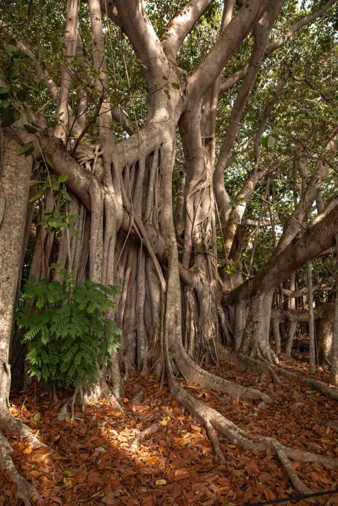 banyan tree at edison and ford winter estates, one of the best things to do in fort myers