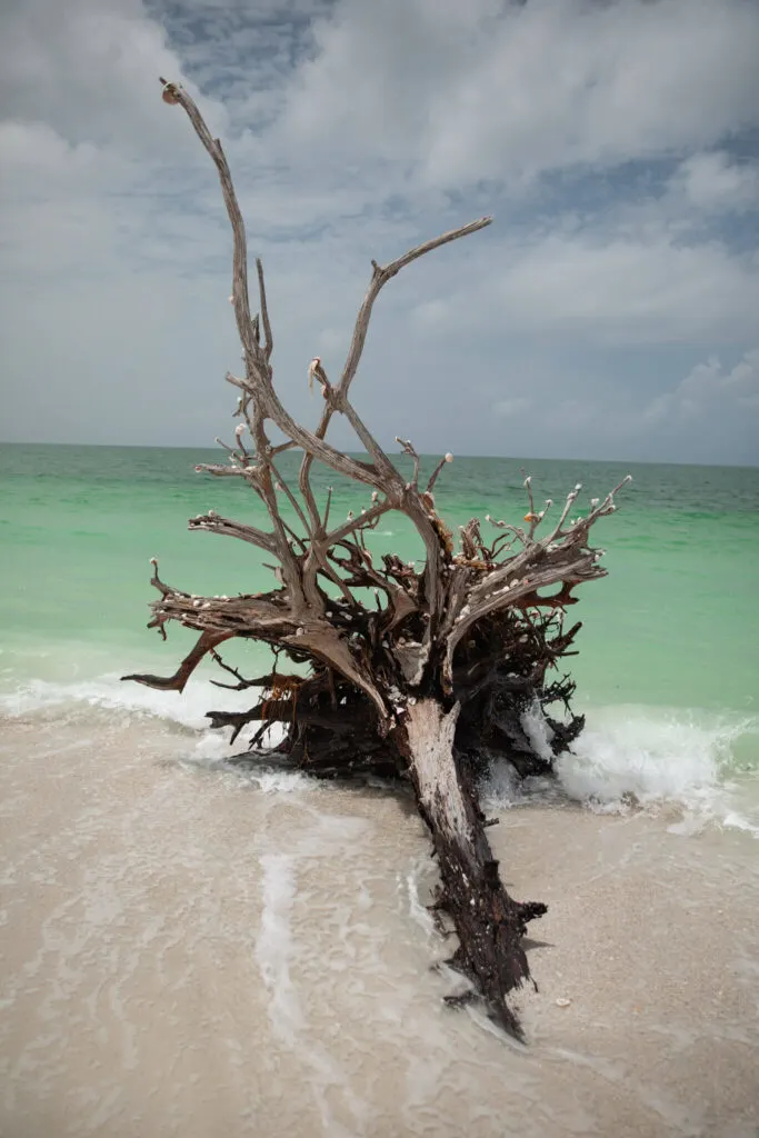 shells on a tree on lovers key beach