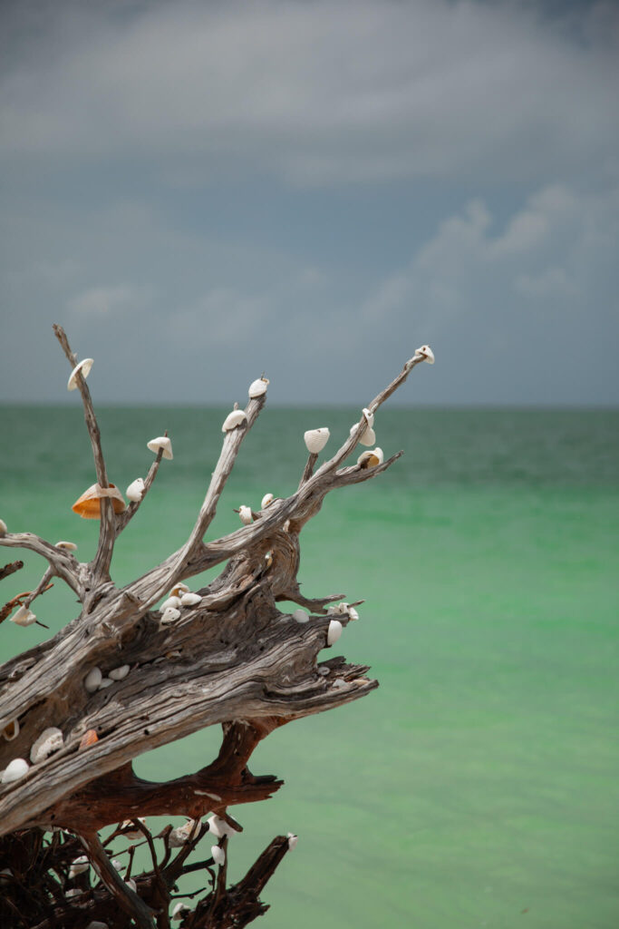 seashells on a tree on lovers key beach