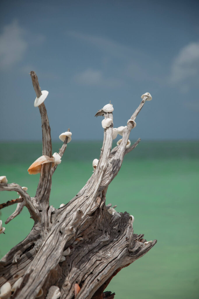 shells on a tree on lovers key beach