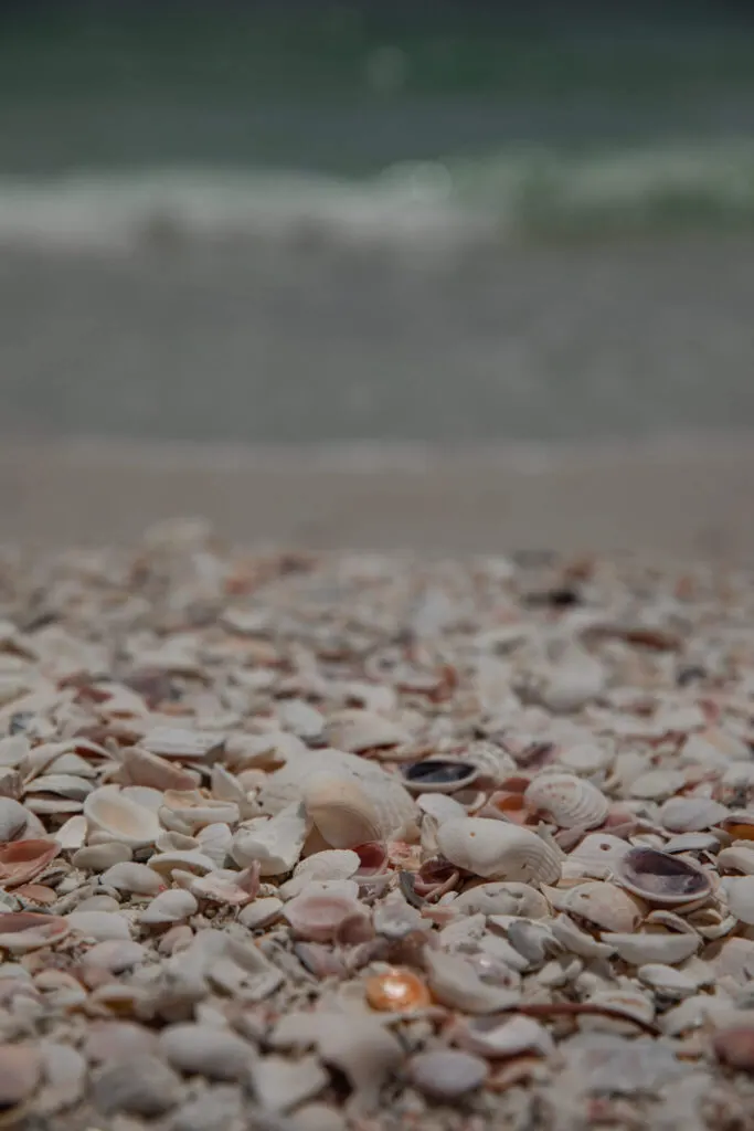 seashells on the beach at lovers key state park