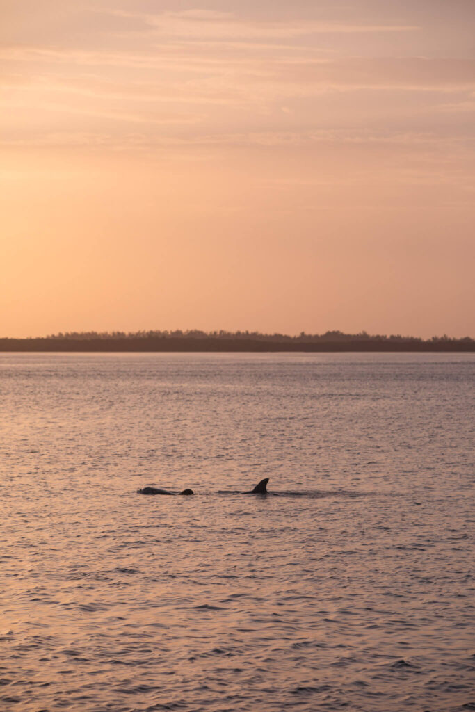 dolphins at sunset in fort myers beach