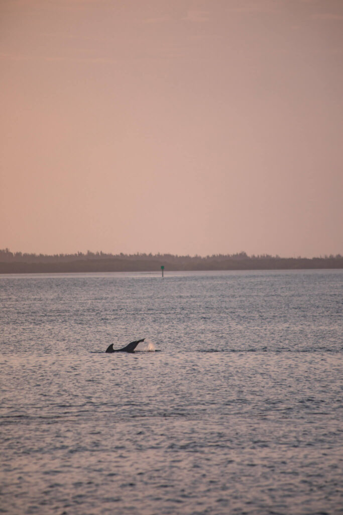 dolphin flipping its tail at sunset near fort myers beach florida