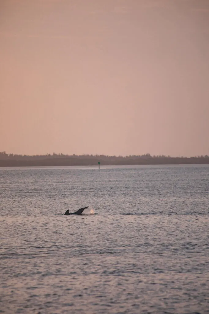 dolphin flipping its tail at sunset near fort myers beach florida