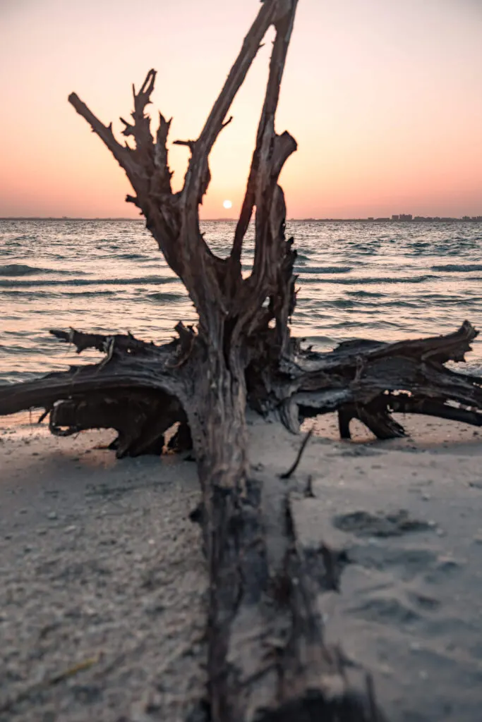 sunset through a dead tree on sanibel island