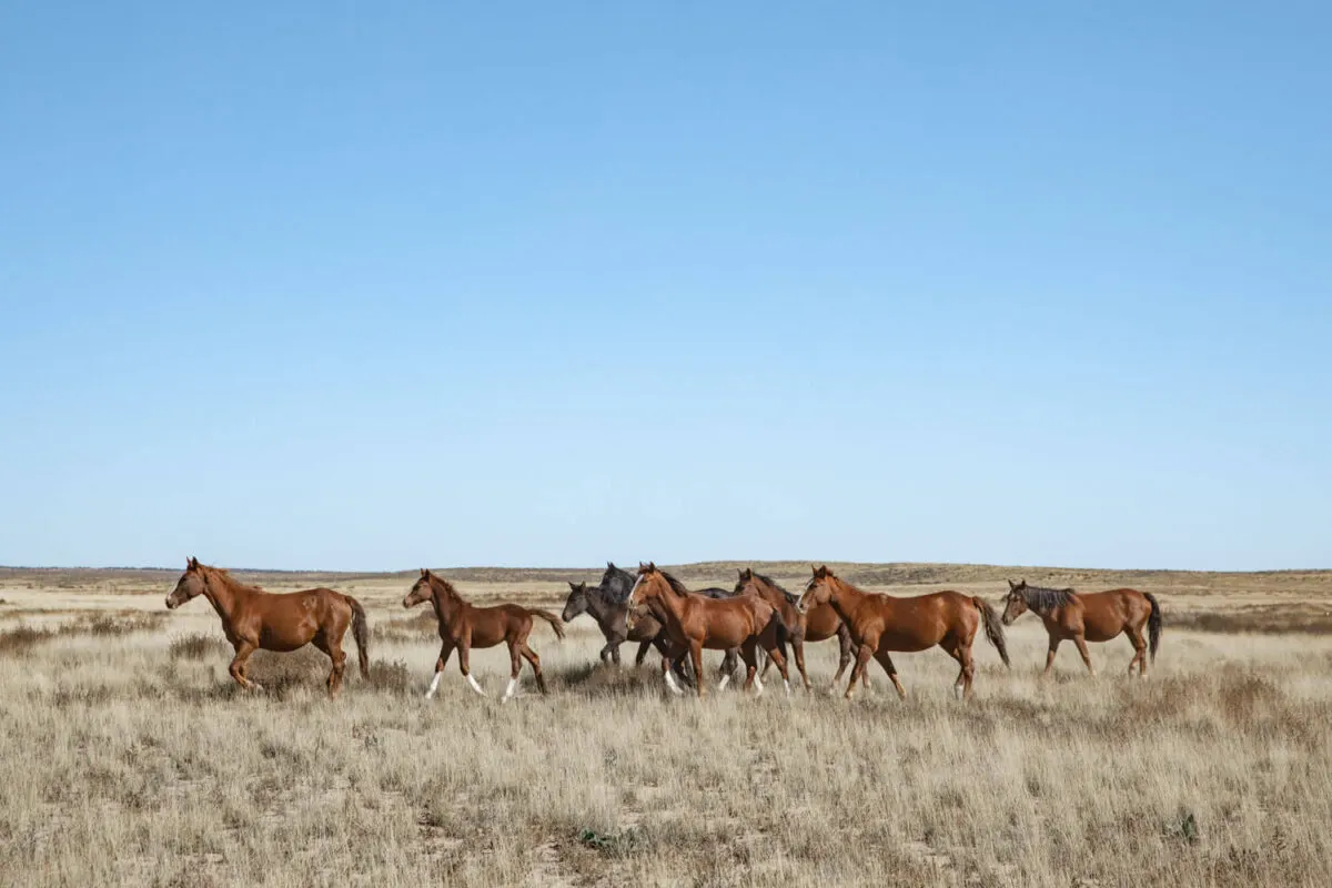 wild horses in new mexico near king of wings