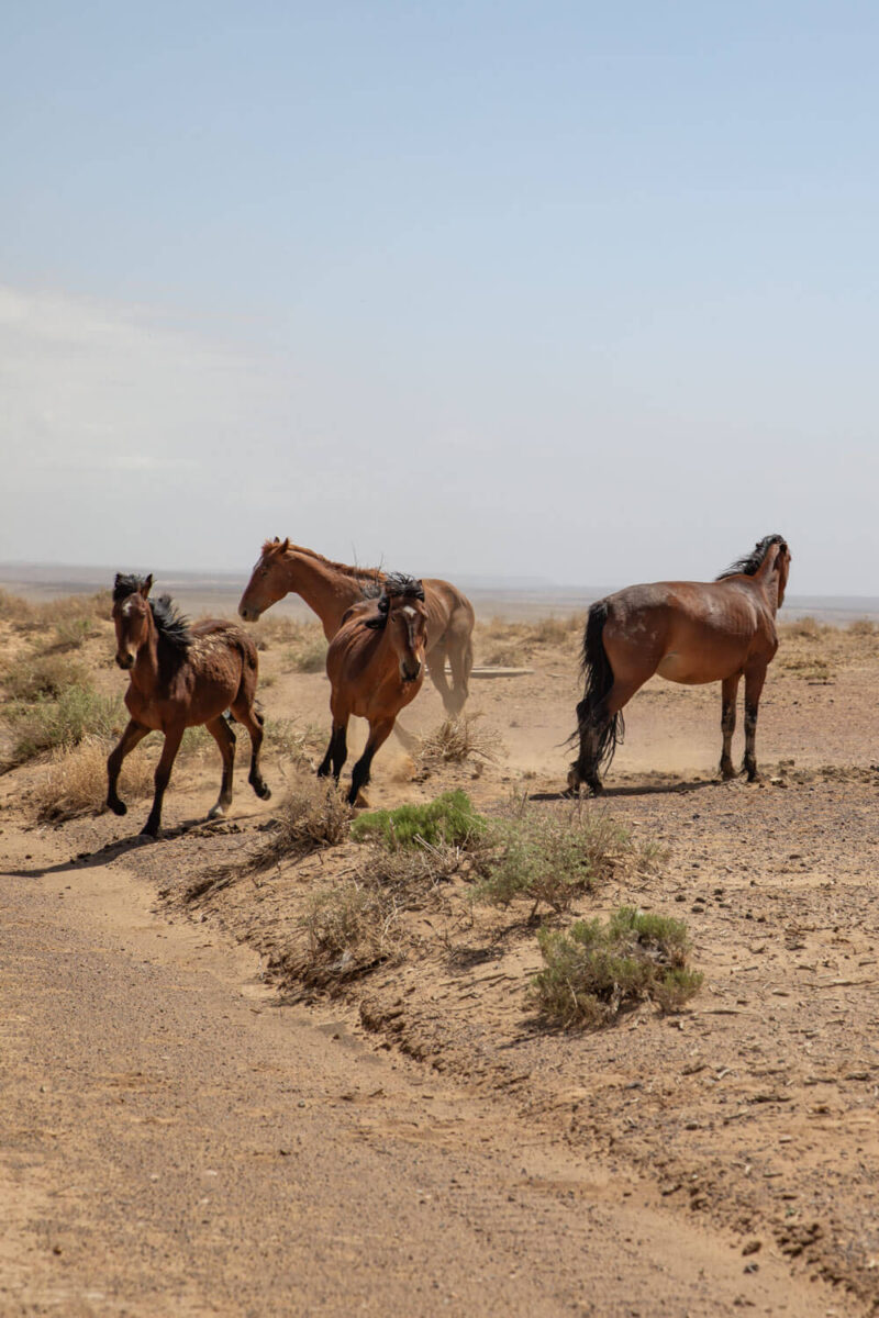 wild horses running near king of wings new mexico