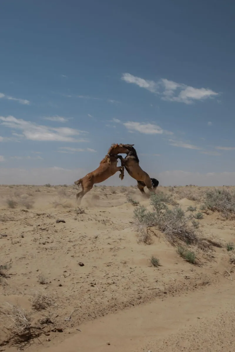 two wild horses standing on back legs and fighting in new mexico