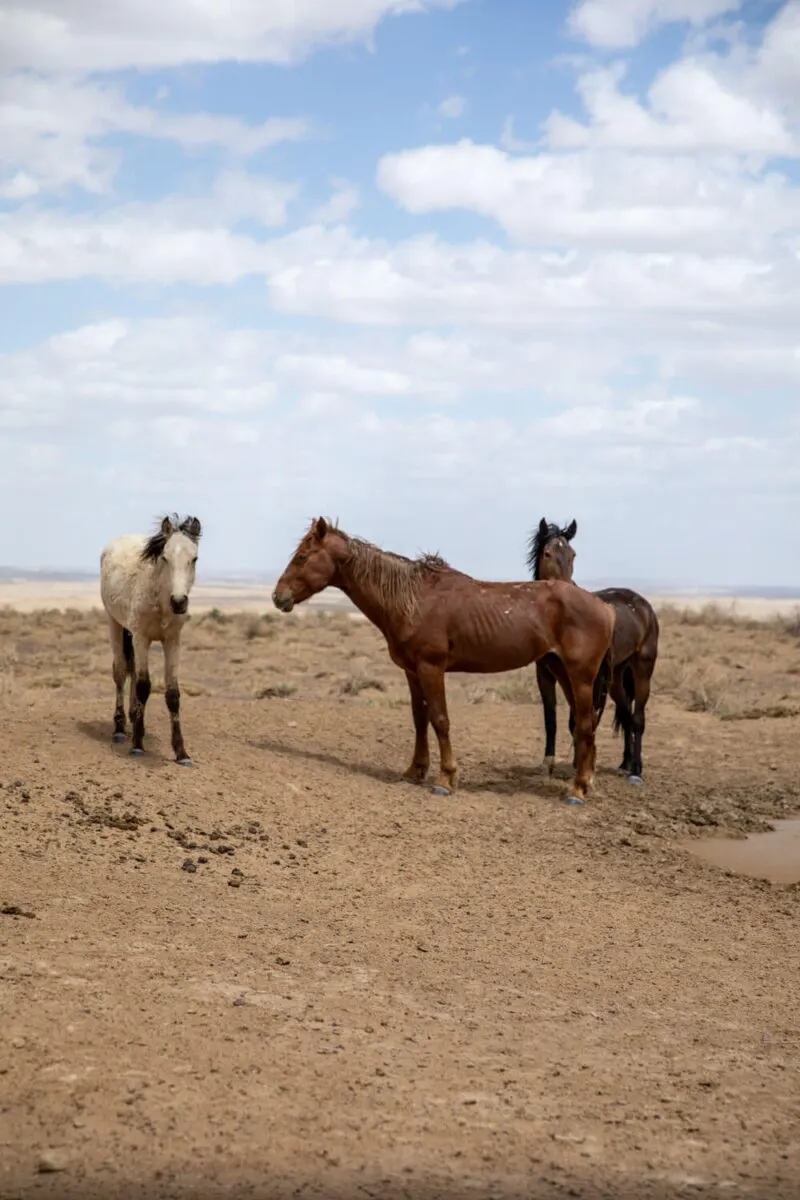 three wild horses in new mexico near valley of dreams